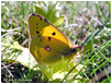 Mariposas de Asturias - Pieridae - Colias crocea