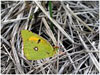 Mariposas de Asturias - Pieridae - Colias crocea