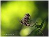 Mariposas de Asturias - Euplagia quadripunctaria