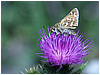 Mariposas de Asturias - Hisperiidae -  Spialia sertori