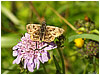 Mariposas de Asturias - Hisperiidae -  