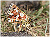 Mariposas de Asturias - Hisperiidae -  Spialia sertori depositando su puesta