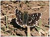 Mariposas de Asturias - Hisperiidae -  Spialia sertori