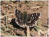 Mariposas de Asturias - Hisperiidae -  Spialia sertori