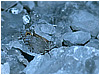 Mariposas de Asturias - Lasiommata maera - Pedregosa