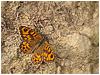 Mariposas de Asturias - Lasiommata megera