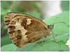 Mariposas de Asturias - Pyronia tithonus