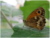 Mariposas de Asturias - Pyronia tithonus