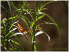Mariposas de Asturias - Pararge aegeria - Maculada