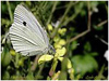 Mariposas de Asturias - Artogenia 