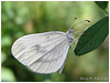 Mariposas de Asturias  -  Pieridae - Leptidea sinapis