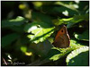 Mariposas de Asturias - Satyridae -  Maniola telmessia