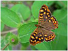 MARIPOSAS DE ASTURIAS -  Satyridae - Pararge aegeria macho - Maculada