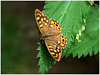 MARIPOSAS DE ASTURIAS -  Satyridae - Pararge aegeria hembra - Maculada