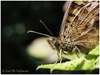 Mariposas de Asturias - Maculada - Saltacercas