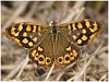 MARIPOSAS DE ASTURIAS -  Satyridae - Pararge aegeria macho - Maculada - Saltacercas