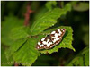 Mariposas de Asturias - Satyridae - Melanargia - Medioluto 