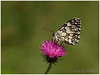 Mariposas de Asturias - Satyridae - Melanargia galathea - Medioluto Norteña