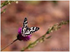 Mariposas de Asturias - Satyridae - Melanargia galathea - Medioluto Norteña