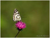 Mariposas de Asturias - Satyridae - Melanargia galathea - Medioluto Norteña