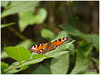 Mariposas de Asturias - Nymphalidae -  Inachis Io - Pavo Real