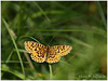 Mariposas de Asturias - Nymphalidae - Clossiana - Perlada 