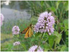 Mariposas de Asturias - Hesperiidae - Ochlodes venatus - Dorada Orla Ancha