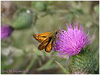 Mariposas de Asturias - Hesperiidae - Ochlodes venatus - Dorada Orla Ancha