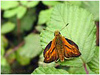 Mariposas de Asturias - Hesperiidae - Ochlodes venatus - Dorada Orla Ancha