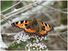 Mariposas de Asturias - Nymphalidae - Aglais urticae - Ortiguera