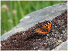 Mariposas de Asturias - Nymphalidae - Aglais urticae - Ortiguera