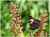 Mariposas de Asturias - Nymphalidae - Aglais urticae  hembra- Ortiguera