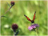 Mariposas de Asturias - Nymphalidae - Aglais urticae - Ortiguera