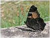 Mariposas de Asturias - Nymphalidae - Aglais urticae - Ortiguera