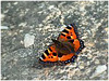 Mariposas de Asturias - Nymphalidae - Aglais urticae - Ortiguera
