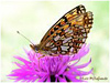 Mariposas de Asturias - Nymphalidae - Clossiana selene - Perlada Castaña