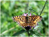 Mariposas de Asturias - Nymphalidae - Clossiana selene - Perlada Castaña