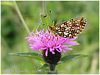 Mariposas de Asturias - Nymphalidae - Clossiana selene - Perlada Castaña