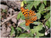 MARIPOSAS DE ASTURIAS - Ninfálidos - Polygonia c-album