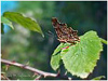 MARIPOSAS DE ASTURIAS - Ninfálidos - Polygonia c-album