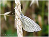 MARIPOSAS DE ASTURIAS - Pyeridae