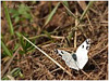 MARIPOSAS DE ASTURIAS - Pyeridae - Pontia daplidice - Blanquiverdosa