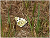 MARIPOSAS DE ASTURIAS - Pyeridae - Pontia daplidice - Blanquiverdosa