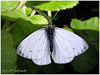 MARIPOSAS DE ASTURIAS - Pyeridae Arto napi - SECUENCIA UNO