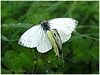 MARIPOSAS DE ASTURIAS - Pyeridae Arto napi - SECUENCIA DOS