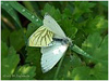 MARIPOSAS DE ASTURIAS - Pyeridae Arto napi - SECUENCIA TRES