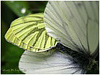 MARIPOSAS DE ASTURIAS - Pyeridae Arto napi - SECUENCIA CUATRO