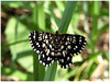 MARIPOSAS DE ASTURIAS - Heterocero de costumbres diurnas, una Geometridae Semiothisa clathrata