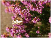 MARIPOSAS DE ASTURIAS - Satyridae - Banda acodada