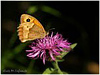 MARIPOSAS DE ASTURIAS - Satyridae - Satíridos